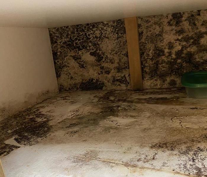 Mold on drywall